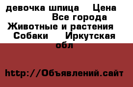 девочка шпица  › Цена ­ 40 000 - Все города Животные и растения » Собаки   . Иркутская обл.